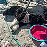 Rocky joined the competition — help win amazing prizes! dog, beach, sand, water_bowl, leash, towel, shade, resting, black_and_white, curly_fur, outdoor, sunlight, relaxing, pet, harness, summer, vacation, animal, daytime, casual
