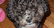 Rocky is registered to the contest to win money with this photo: puppy, dog, black_and_white, curly_fur, wooden_floor, pink_slippers, indoor, pet, cute, small_dog, looking_up, fur, animal, companion, domestic_animal, flooring, home, adorable, waiting, curious