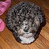 puppy, dog, black_and_white, curly_fur, wooden_floor, pink_slippers, indoor, pet, cute, small_dog, looking_up, fur, animal, companion, domestic_animal, flooring, home, adorable, waiting, curious