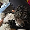 Rocky is registered to the contest to win money with this photo: dog, pet, curly_fur, black_and_white, lying_down, lap, indoor, relaxed, cozy, furniture, blanket, door, carpet, person, resting, cute, animal, fur, companion, home