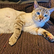Tincker participe au concours pour gagner de l'argent avec cette photo : cat, blue_eyes, fluffy, paw, couch, striped, relaxed, indoor, pet, feline, whiskers, fur, animal, mammal, cute, resting, closeup, domestic_cat, brown, texture
