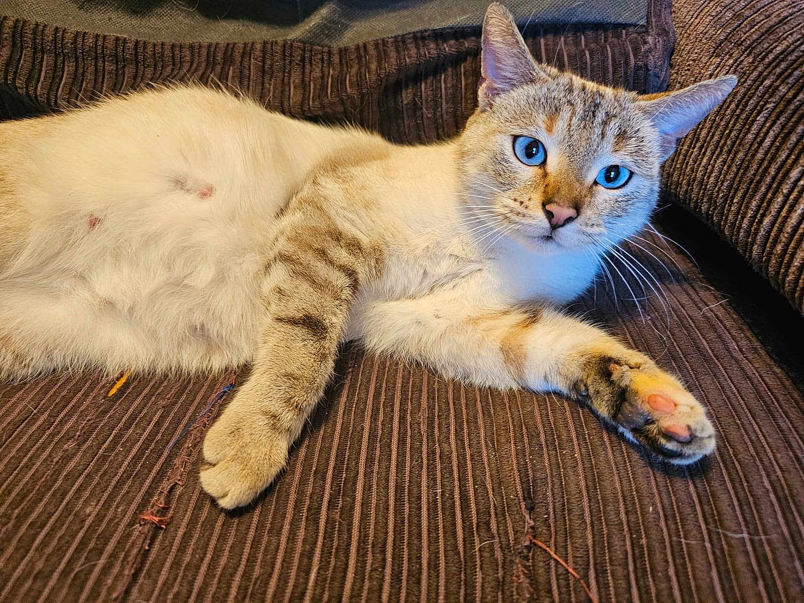 Tincker participe au concours pour gagner de l'argent avec cette photo : cat, blue_eyes, fluffy, paw, couch, striped, relaxed, indoor, pet, feline, whiskers, fur, animal, mammal, cute, resting, closeup, domestic_cat, brown, texture
