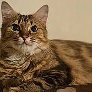 Titi a rejoint le concours — aidez-le/la à gagner de superbes lots ! cat, tabby, feline, pet, animal, fur, whiskers, eyes, ears, relaxed, indoor, shadow, cozy, lying_down, portrait, cute, domestic, mammal, closeup, soft_lighting