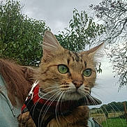 Tiana participe au concours pour gagner de l'argent avec cette photo : cat, tabby_cat, green_eyes, harness, pet, animal, outdoor, tree, sky, cloudy, person, fur, whiskers, nature, leafy, curious, closeup, field, fence, daytime