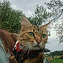 cat, tabby_cat, green_eyes, harness, pet, animal, outdoor, tree, sky, cloudy, person, fur, whiskers, nature, leafy, curious, closeup, field, fence, daytime