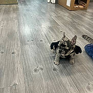 Vinny joined the competition — help win amazing prizes! puppy, dog, french_bulldog, small_dog, costume, black_outfit, wings, indoor, flooring, wood_floor, cardboard_box, blanket, slipper, pet, cute, animal, curious, home, cozy, floor