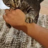 animal, carpet, cat, ears, hand, home, human_hand, indoor, kitten, knitted, pet, playful, playing, portrait, rug, striped_fur, tabby, tail, whiskers, wood_floor
