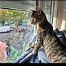 animal, black, blanket, brown, cat, couch, cozy, ears, flowers, fur, indoors, pet, portrait, profile, sitting, street_view, sunlight, tabby_cat, whiskers, window