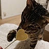 Almo participe au concours pour gagner de l'argent avec cette photo : animal, bed, bedroom, cat, close_up, curious, ears, fur, heart_shaped_treat, human_hand, indoors, paws, pet, playful, portrait, snack, striped_fur, tabby_cat, treat, whiskers