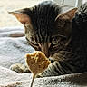 animal, blanket, bread, cat, close_up, cozy, curious, ears, eyes, food, fur, home, indoor, pet, portrait, resting, snack, striped_fur, tabby_cat, whiskers
