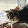 animal, blanket, cat, close_up, cozy, ears, eating, food, funny, fur, hunting, indoor, pet, portrait, snack, striped_fur, sunlight, tabby_cat, whiskers, window
