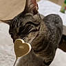 Almo participe au concours pour gagner de l'argent avec cette photo : animal, bed, cat, close_up, curious, ears, eating, feline, heart_shaped_treat, home, indoors, lollipop, pet, playful, portrait, striped_fur, tabby_cat, treat, whiskers, white_bedding
