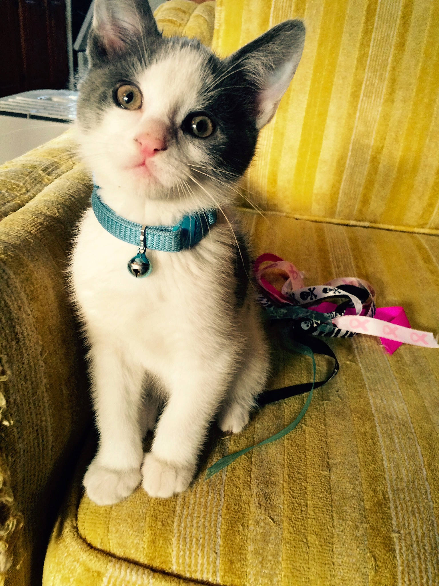 Caesar is registered to the contest to win money with this photo: carnivore, cat, claw, collar, comfort, domestic_short_haired_cat, fawn, felidae, flooring, fur, hardwood, paw, pet_supply, photo_caption, sitting, small_to_medium_sized_cats, snout, tail, whiskers, wood