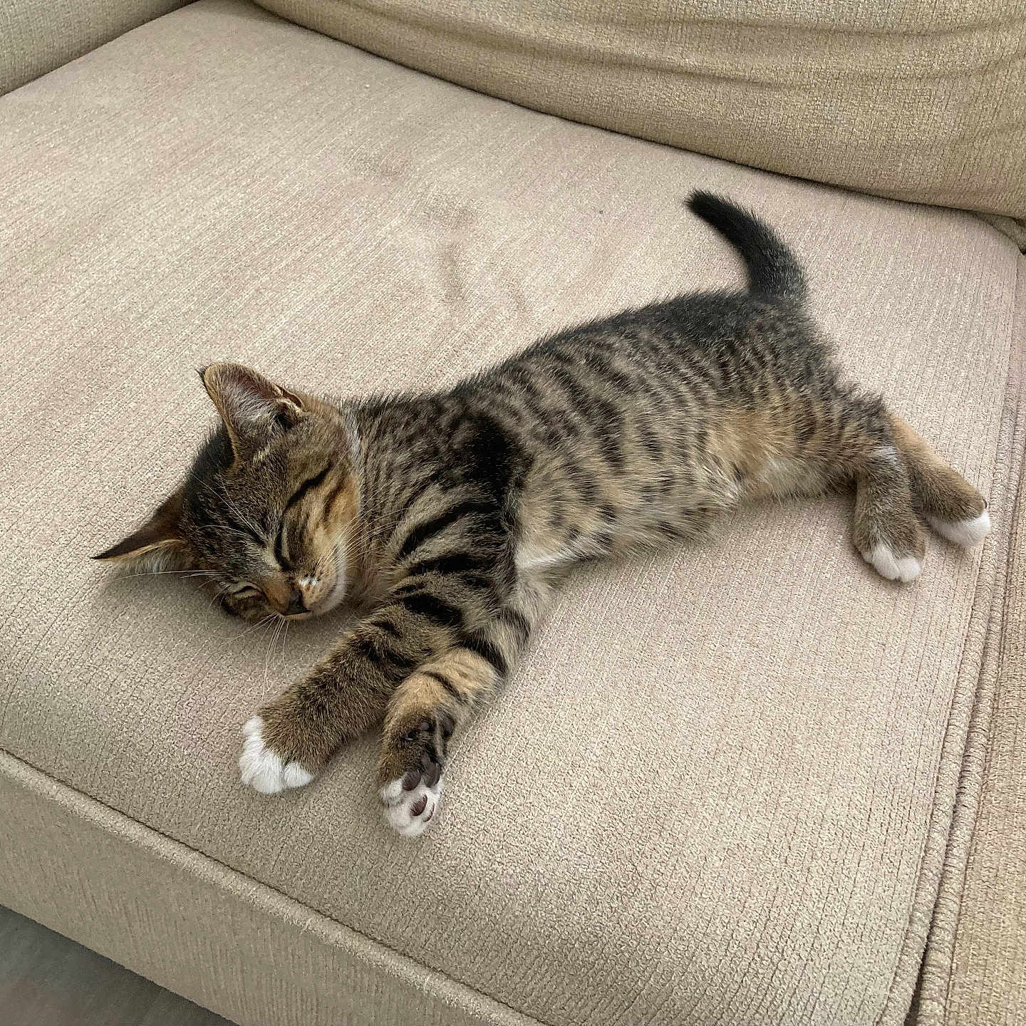 Kittychild joined the competition — help win amazing prizes! animal, beige, cat, couch, cozy, cute, domestic_cat, furniture, indoor, kitten, nap, pet, relaxation, resting, sleeping, soft_texture, striped_fur, tabby, white_paws, young_cat
