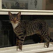 Kittychild is registered to the contest to win money with this photo: cat, tabby, white_paws, window, windowsill, screen, indoor, pet, animal, curious, alert, fur, whiskers, night, house, home, looking, standing, mammal, domestic