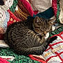 cat, tabby, sleeping, quilt, patchwork, fabric, cozy, animal, pet, fur, domestic, resting, curled_up, indoor, cute, whiskers, tail, comfort, nap, closeup