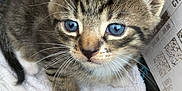 Kittychild joined the competition — help win amazing prizes! kitten, cat, tabby, blue_eyes, feline, whiskers, towel, cardboard_box, pet, young_animal, cute, fur, indoor, close_up, small_animal, animal_face, domestic_cat, curious, soft_texture, resting