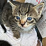 kitten, cat, tabby, blue_eyes, feline, whiskers, towel, cardboard_box, pet, young_animal, cute, fur, indoor, close_up, small_animal, animal_face, domestic_cat, curious, soft_texture, resting