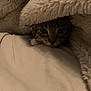 cat, blanket, cozy, fur, pet, animal, indoor, soft, warm, resting, cute, tabby, whiskers, hidden, comfort, snuggle, feline, relaxed, bed, furtexture