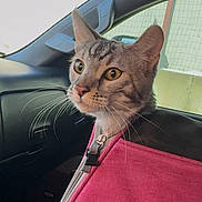 Zerkova is registered to the contest to win money with this photo: cat, tabby, pet, carrier, pink, car, vehicle, window, curious, whiskers, ears, animal, transport, indoor, closeup, face, feline, seat, restraint, domestic