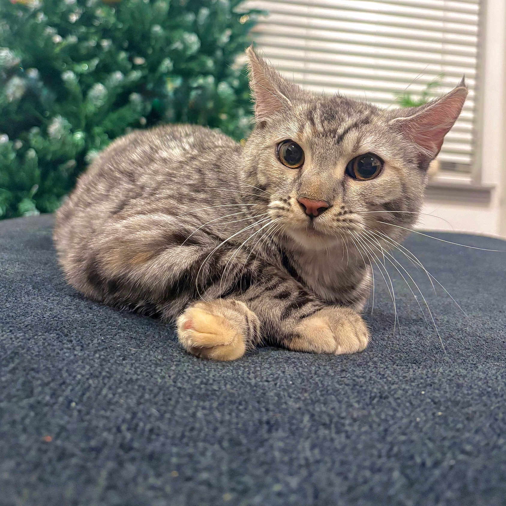 Zerkova joined the competition — help win amazing prizes! animal, blurred_background, cat, closeup, curious, cute, domestic, ears, face, feline, fur, indoor, paws, pet, plant, resting, soft_surface, tabby, whiskers, window_blinds