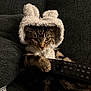 Podkova is registered to the contest to win money with this photo: cat, tabby, remote_control, hood, costume, fluffy, ears, couch, indoor, pet, feline, animal, cozy, relaxed, dark, fur, whiskers, paw, closeup, cute