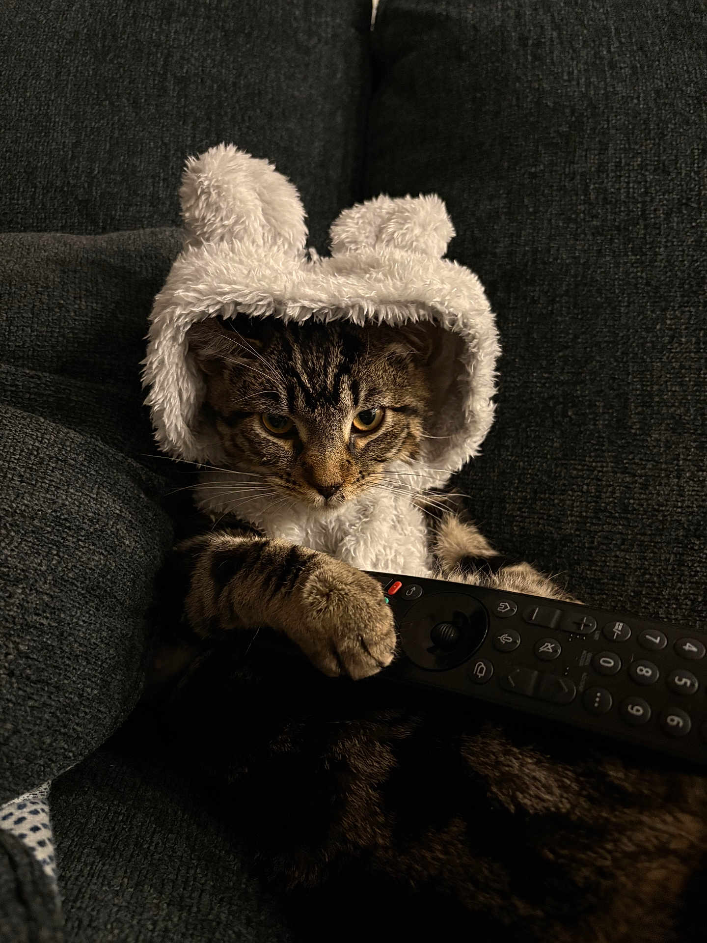 Podkova is registered to the contest to win money with this photo: cat, tabby, remote_control, hood, costume, fluffy, ears, couch, indoor, pet, feline, animal, cozy, relaxed, dark, fur, whiskers, paw, closeup, cute