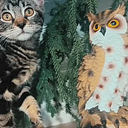 Podkova is registered to the contest to win money with this photo: cat, kitten, tabby, owl_statue, greenery, indoor, curious, wooden_surface, faux_owl, animal_figurine, plant, decor, pet, feline, eyes, whiskers, ears, paw, nature, closeup