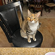 Bagel is registered to the contest to win money with this photo: cat, tabby_cat, chair, indoor, furniture, dining_room, tile_floor, pet, animal, looking_at_camera, curious, domestic_cat, white_paws, black_chair, holiday_decorations, garlands, wooden_chairs, table, cozy, home