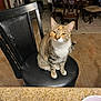 cat, tabby_cat, chair, indoor, furniture, dining_room, tile_floor, pet, animal, looking_at_camera, curious, domestic_cat, white_paws, black_chair, holiday_decorations, garlands, wooden_chairs, table, cozy, home