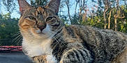Bagel joined the competition — help win amazing prizes! cat, tabby, trampoline, outdoor, mesh_net, trees, relaxed, animal, feline, pet, nature, sunlight, whiskers, fur, resting, closeup, daytime, greenery, calm, cute