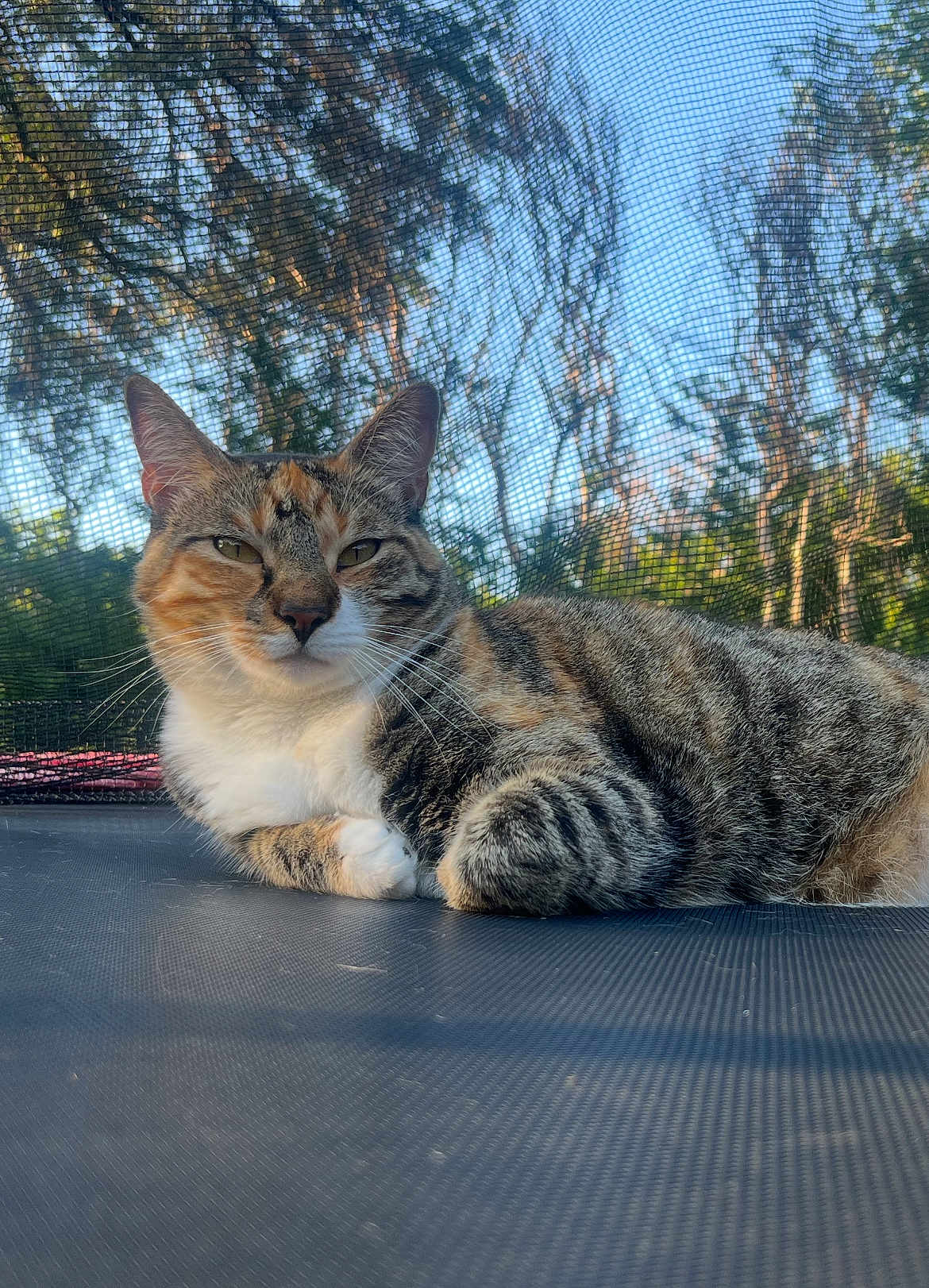 Bagel joined the competition — help win amazing prizes! cat, tabby, trampoline, outdoor, mesh_net, trees, relaxed, animal, feline, pet, nature, sunlight, whiskers, fur, resting, closeup, daytime, greenery, calm, cute