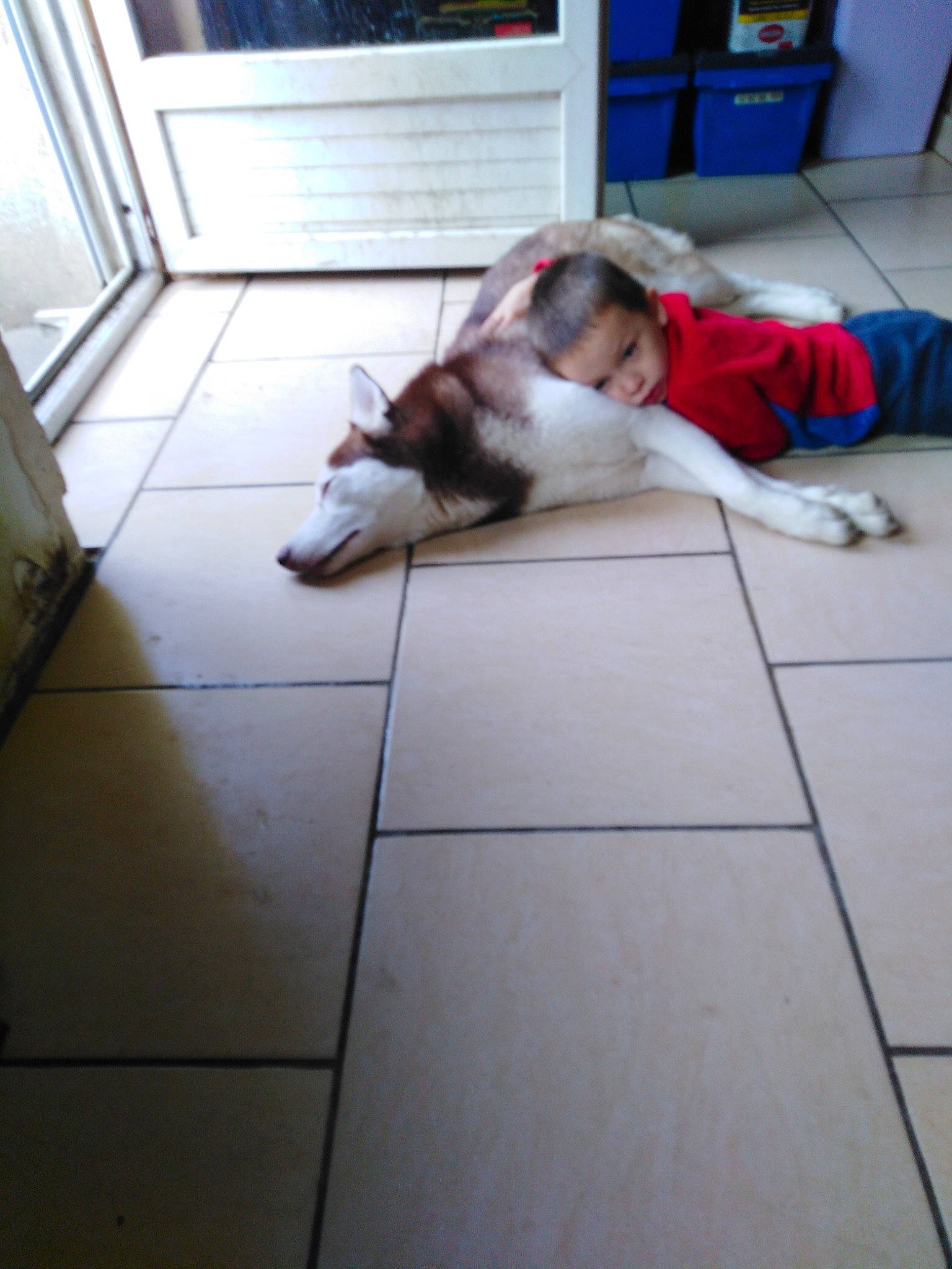 Alaric a rejoint le concours — aidez-le/la à gagner de superbes lots ! carnivore, cat, comfort, companion_dog, dog_breed, fawn, felidae, floor, flooring, fur, hardwood, human_leg, mammal, person, room, small_to_medium_sized_cats, sporting_group, tail, vertebrate, whiskers