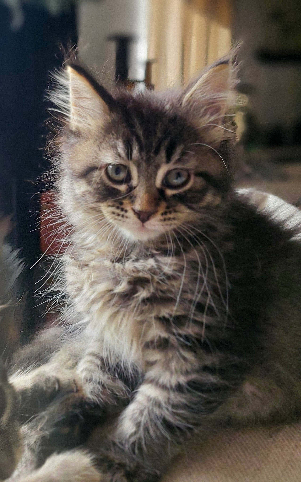 J. B. is registered to the contest to win money with this photo: carnivore, cat, claw, domestic_short_haired_cat, eye, felidae, fur, grass, iris, maine_coon, norwegian_forest_cat, paw, sitting, small_to_medium_sized_cats, snout, tail, terrestrial_animal, whiskers, wildlife