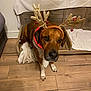 dog, antlers, reindeer, holiday, christmas, pet, brown_dog, wooden_floor, dog_bed, blanket, indoor, collar, festive, animal, cute, ears, flooring, looking_up, domestic_animal, pet_accessory
