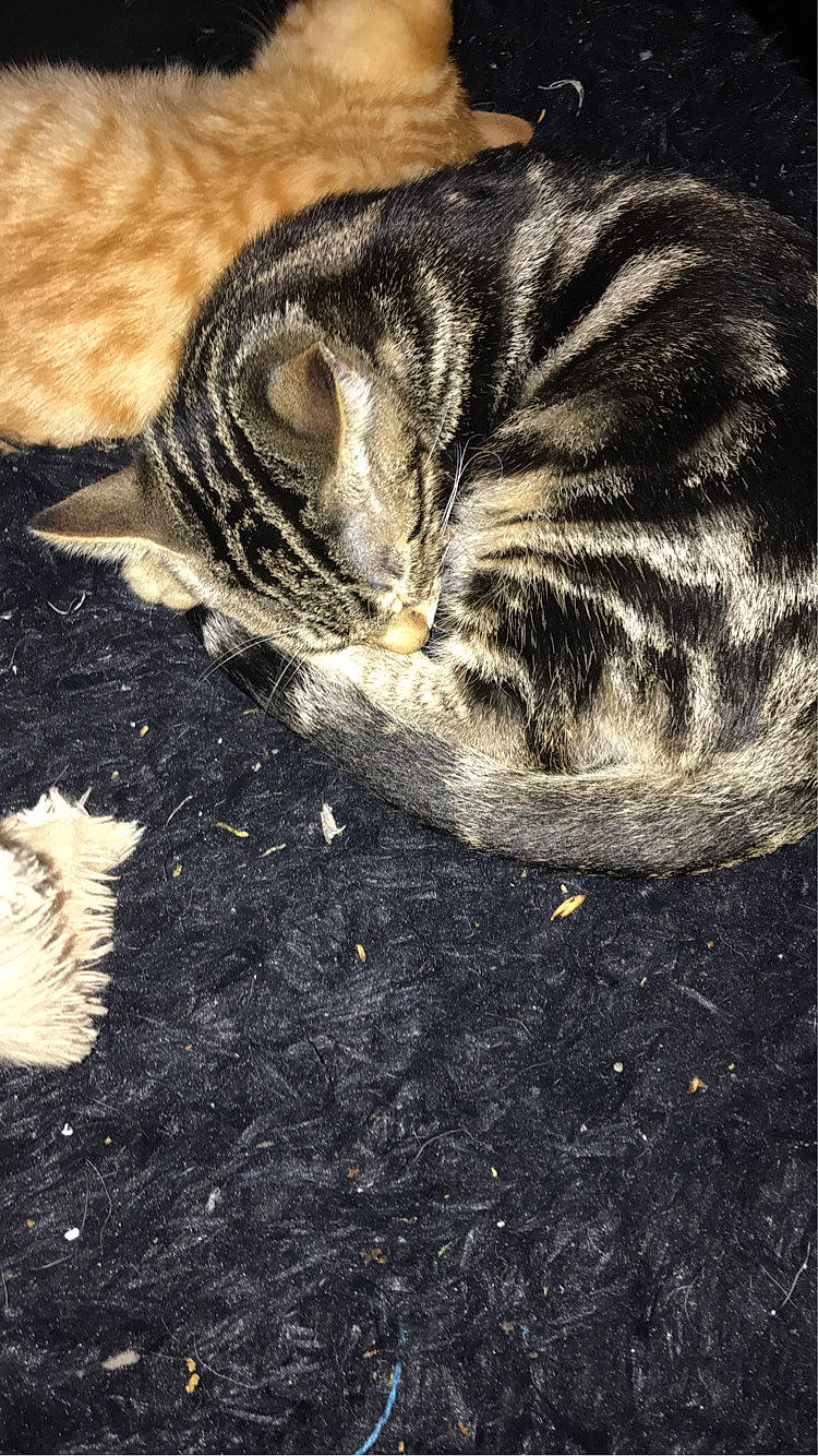 Yoshi a rejoint le concours — aidez-le/la à gagner de superbes lots ! abyssinian, animal, canine, cat, dog, egyptiancat, hardwood, kitten, manx, person, pet, plywood, slate, sleeping, wood