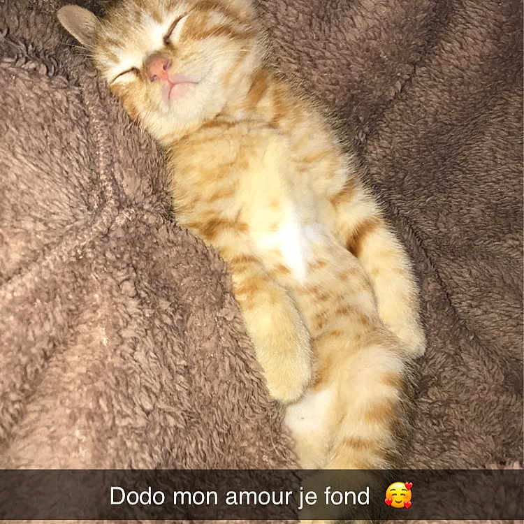 Yoshi a rejoint le concours — aidez-le/la à gagner de superbes lots ! abyssinian, angora, animal, blanket, cat, couch, furniture, homedecor, kitten, livestock, manx, person, pet, quilt, sheep, siamese, sleeping