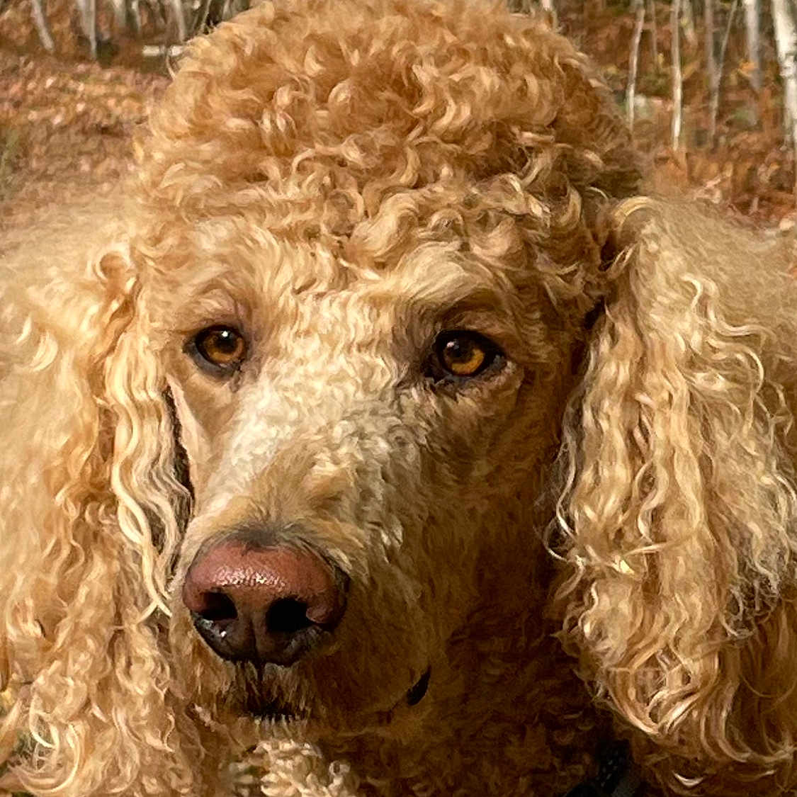 Rusty joined the competition — help win amazing prizes! accessories, airedale, animal, canine, cockerspaniel, dog, grass, grove, land, nature, outdoors, pet, plant, poodle, puppy, rainforest, terrier, tree, vegetation, woodland
