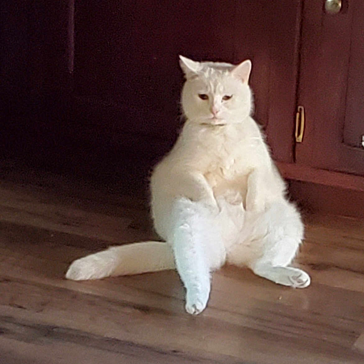 Pinkie is registered to the contest to win money with this photo: angora, animal, canine, cat, closet, cupboard, dog, furniture, hardwood, homedecor, indoors, interiordesign, kitten, manx, pet, plywood, stainedwood, white, whitedog, wood