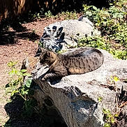 Simba is registered to the contest to win money with this photo: cat, tabby_cat, rock, outdoor, garden, sunlight, shadow, plant, leaf, nature, relaxing, animal, feline, mammal, resting, daylight, wildlife, flora, greenery, peaceful