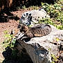 cat, tabby_cat, rock, outdoor, garden, sunlight, shadow, plant, leaf, nature, relaxing, animal, feline, mammal, resting, daylight, wildlife, flora, greenery, peaceful
