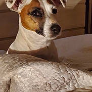 Inara a rejoint le concours — aidez-le/la à gagner de superbes lots ! animal, bed, blanket, brown, closeup, companion, cozy, curious, cute, dog, domestic, ears, face, fur, indoor, looking, pet, portrait, snout, white