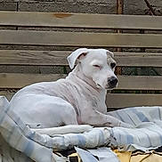 Ina participe au concours pour gagner de l'argent avec cette photo : dog, white_dog, bench, blanket, outdoor, resting, pet, animal, winking, fence, wooden_bench, cozy, relaxed, spot, fur, paw, nose, ears, sleepy, shade