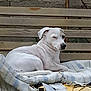 dog, white_dog, bench, blanket, outdoor, resting, pet, animal, winking, fence, wooden_bench, cozy, relaxed, spot, fur, paw, nose, ears, sleepy, shade