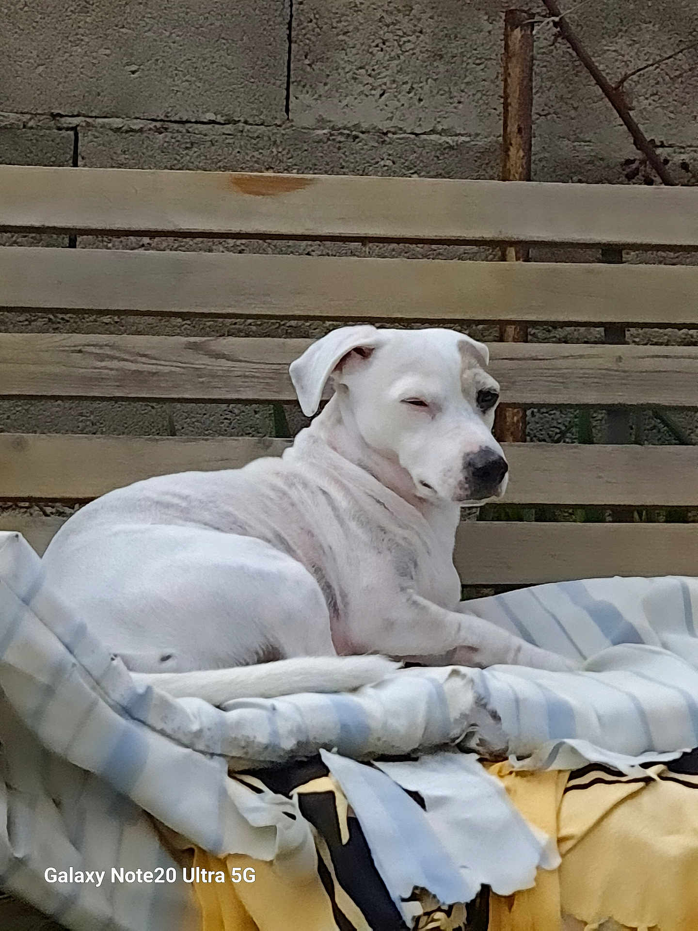 Ina participe au concours pour gagner de l'argent avec cette photo : dog, white_dog, bench, blanket, outdoor, resting, pet, animal, winking, fence, wooden_bench, cozy, relaxed, spot, fur, paw, nose, ears, sleepy, shade