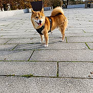 Tokyo a rejoint le concours — aidez-le/la à gagner de superbes lots ! dog, shiba_inu, outdoor, pavement, animal, pet, fur, tail, happy, nature, tree, bench, fall, daylight, canine, walking, park, leash, harness, cute