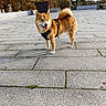 dog, shiba_inu, outdoor, pavement, animal, pet, fur, tail, happy, nature, tree, bench, fall, daylight, canine, walking, park, leash, harness, cute