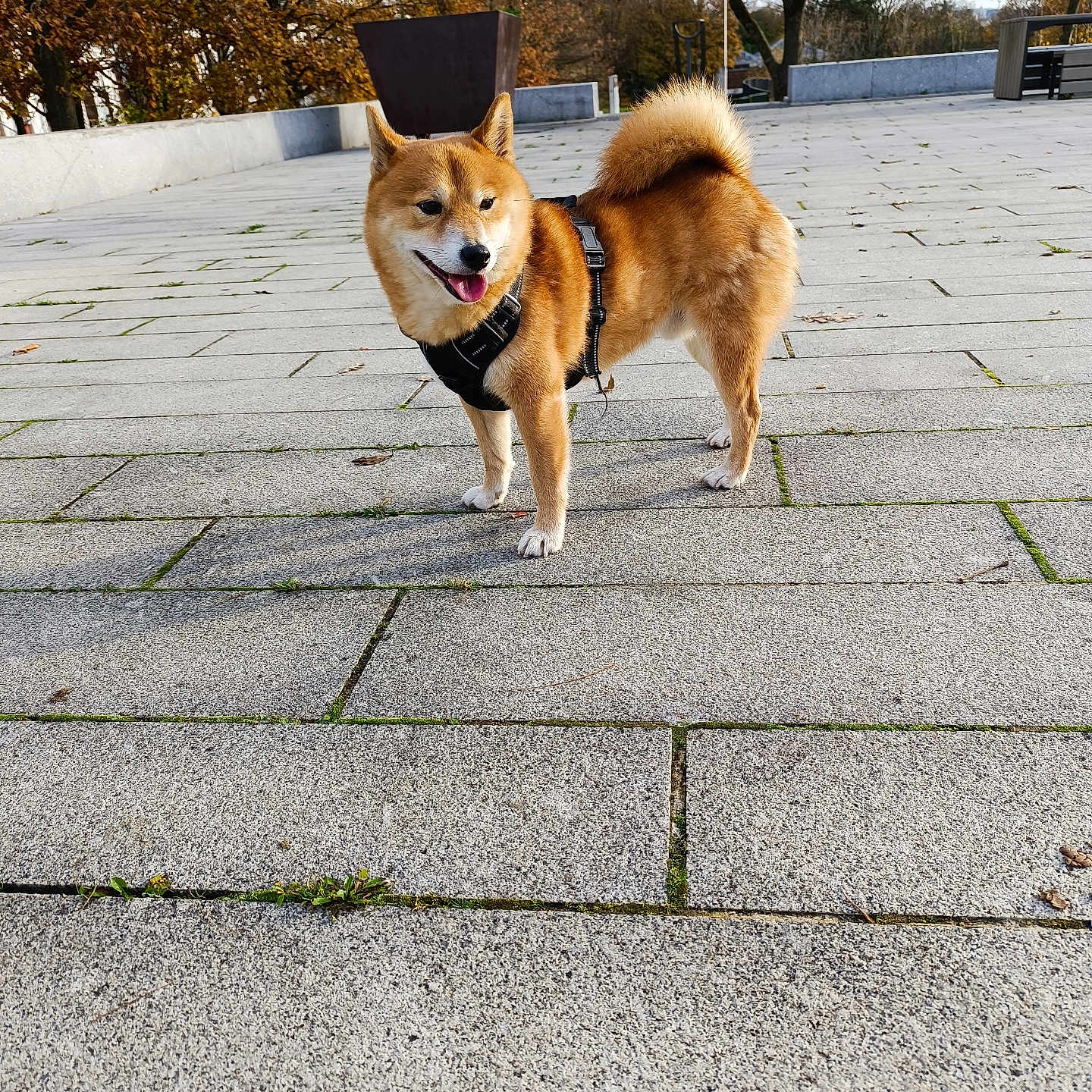 Tokyo a rejoint le concours — aidez-le/la à gagner de superbes lots ! dog, shiba_inu, outdoor, pavement, animal, pet, fur, tail, happy, nature, tree, bench, fall, daylight, canine, walking, park, leash, harness, cute