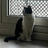 Princesse participe au concours pour gagner de l'argent avec cette photo : animal, black_and_white, calm, cat, contemplative, curious, domestic, feline, fence, floor, home, indoor, lattice, natural_light, pet, quiet, shadow, sitting, still_life, window