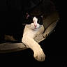 Princesse a rejoint le concours — aidez-le/la à gagner de superbes lots ! cat, black_and_white, paw, feline, pet, animal, portrait, indoor, relaxed, looking_at_camera, whiskers, soft_light, cozy, resting, fur, cute, domestic_animal, mammal, one_animal, closeup